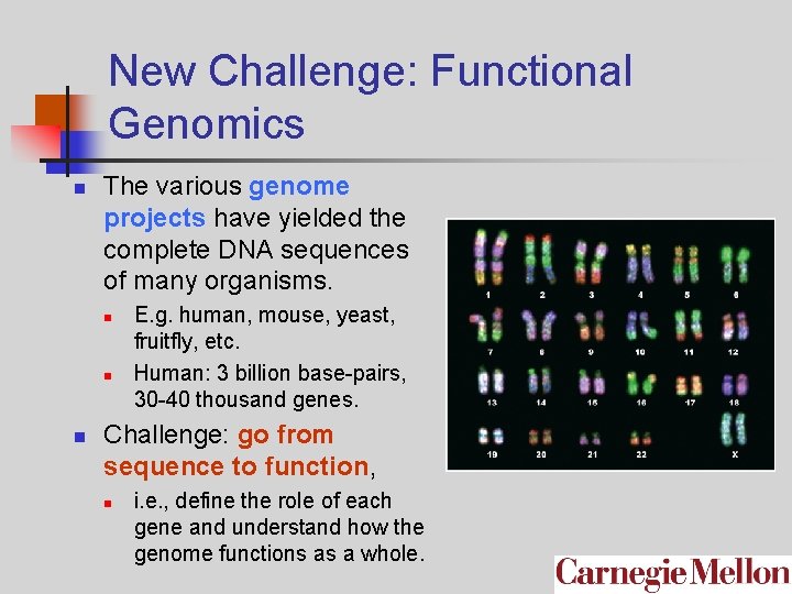 New Challenge: Functional Genomics n The various genome projects have yielded the complete DNA