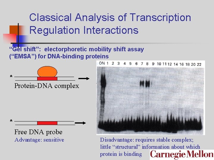 Classical Analysis of Transcription Regulation Interactions “Gel shift”: electorphoretic mobility shift assay (“EMSA”) for