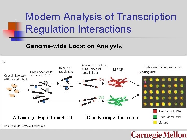 Modern Analysis of Transcription Regulation Interactions Genome-wide Location Analysis Advantage: High throughput Disadvantage: Inaccurate