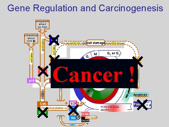 Gene Regulation and Carcinogenesis oncogenetic stimuli (ie. Ras) cell damage severe DNA damage activates