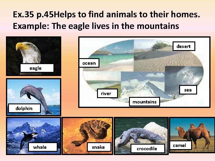 Ex. 35 p. 45 Helps to find animals to their homes. Example: The eagle