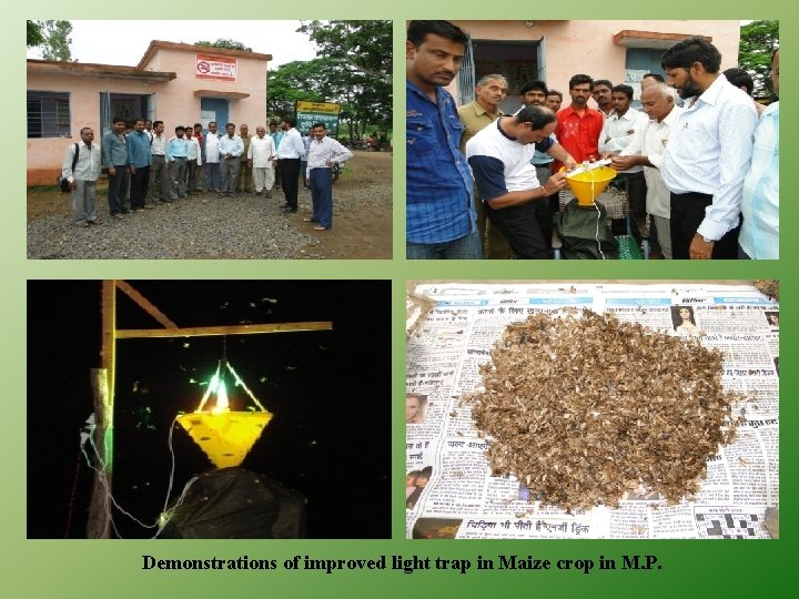 Demonstrations of improved light trap in Maize crop in M. P. 