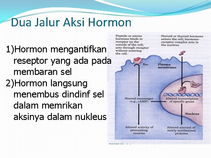 Dua Jalur Aksi Hormon 1)Hormon mengantifkan reseptor yang ada pada membaran sel 2)Hormon langsung