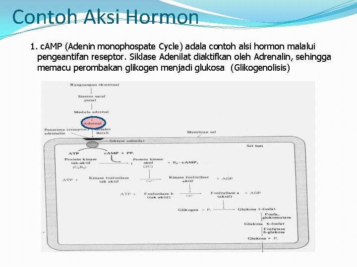 Contoh Aksi Hormon 1. c. AMP (Adenin monophospate Cycle) adala contoh alsi hormon malalui