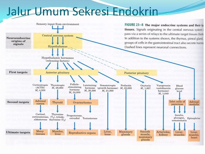 Jalur Umum Sekresi Endokrin 