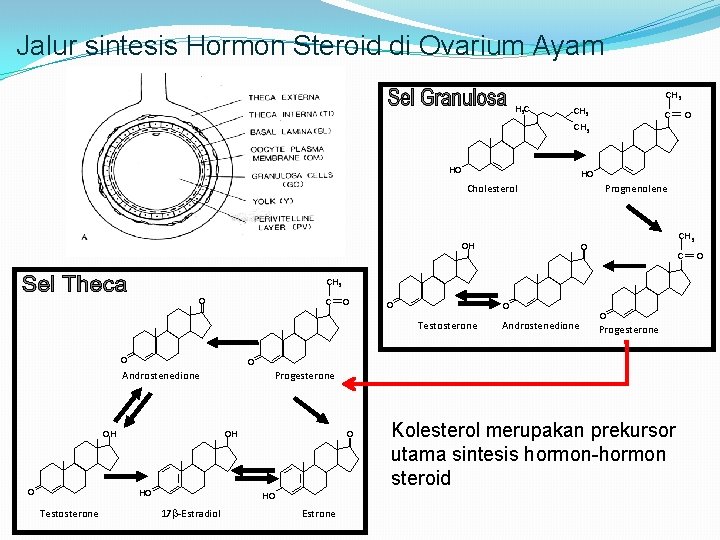 Jalur sintesis Hormon Steroid di Ovarium Ayam CH 3 C CH 3 HO HO