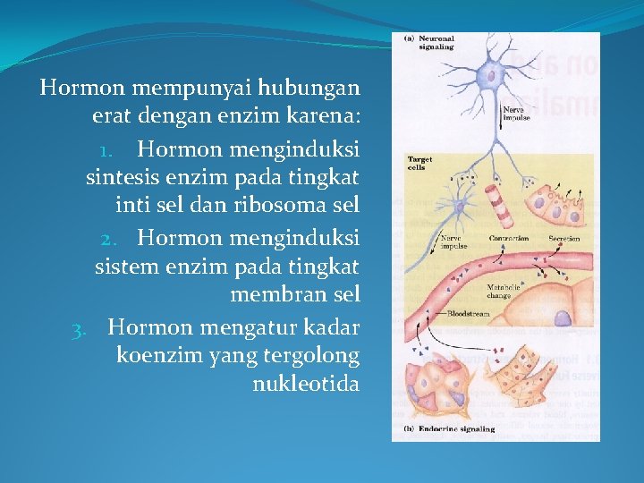 Hormon mempunyai hubungan erat dengan enzim karena: 1. Hormon menginduksi sintesis enzim pada tingkat