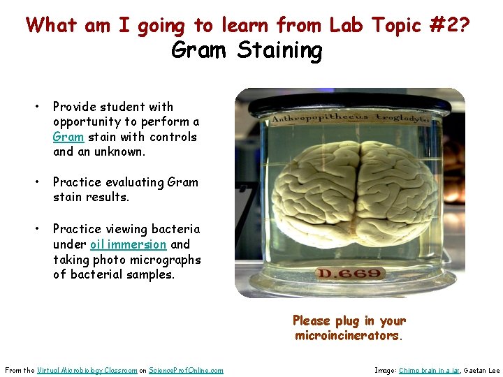 What am I going to learn from Lab Topic #2? Gram Staining • Provide