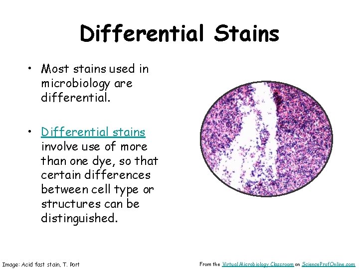 Differential Stains • Most stains used in microbiology are differential. • Differential stains involve