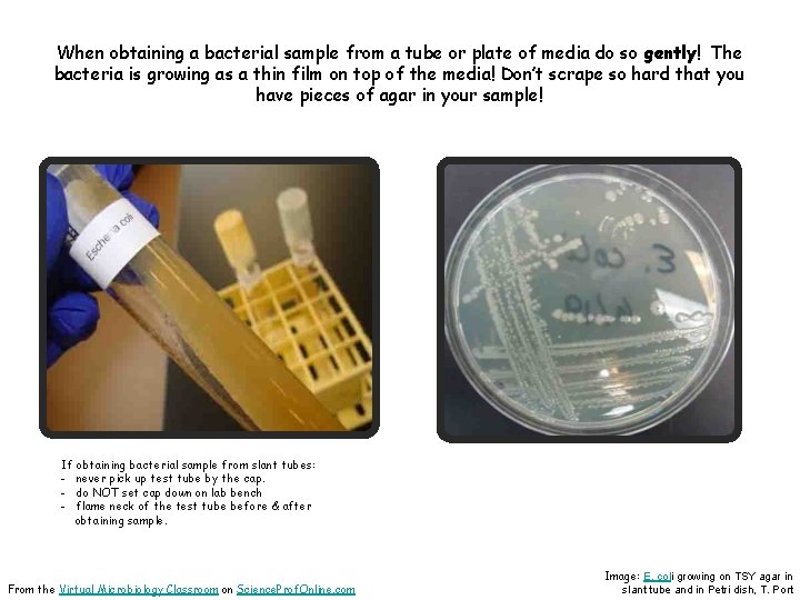When obtaining a bacterial sample from a tube or plate of media do so