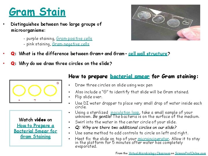 Gram Stain • Distinguishes between two large groups of microorganisms: - purple staining, Gram-positive