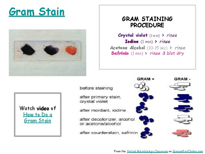 Gram Stain GRAM STAINING PROCEDURE Crystal violet (1 min) > rinse Iodine (1 min)