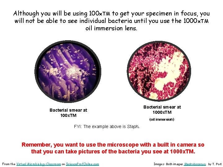 Although you will be using 100 x. TM to get your specimen in focus,