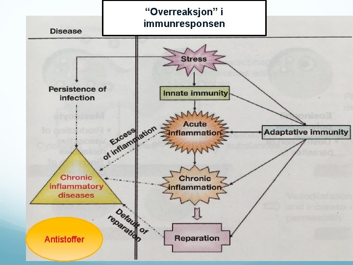“Overreaksjon” i immunresponsen Antistoffer 