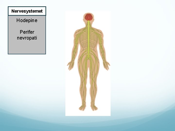 Nervesystemet Hodepine Perifer nevropati 