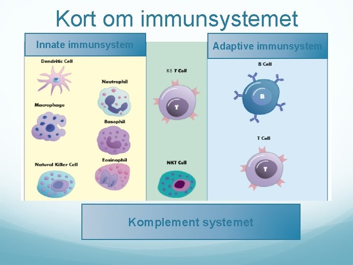 Kort om immunsystemet Innate immunsystem Adaptive immunsystem Komplement systemet 