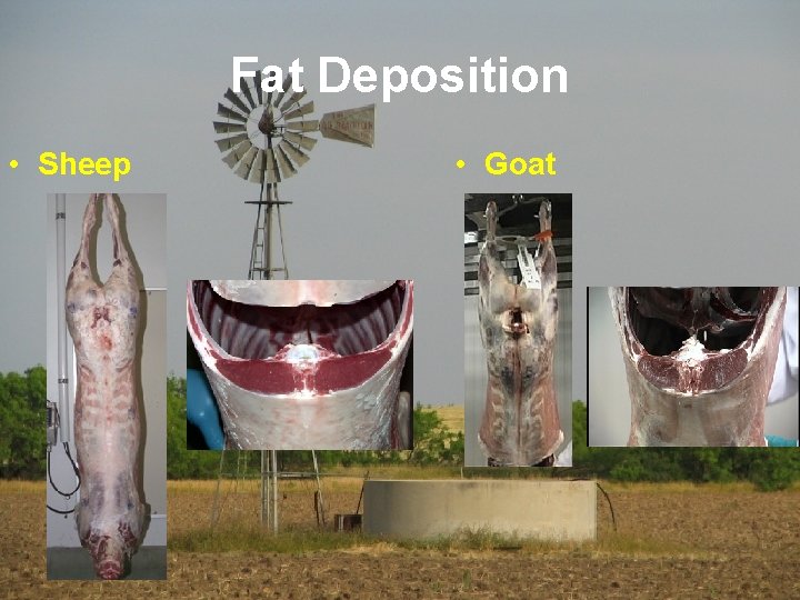 Fat Deposition • Sheep • Goat 