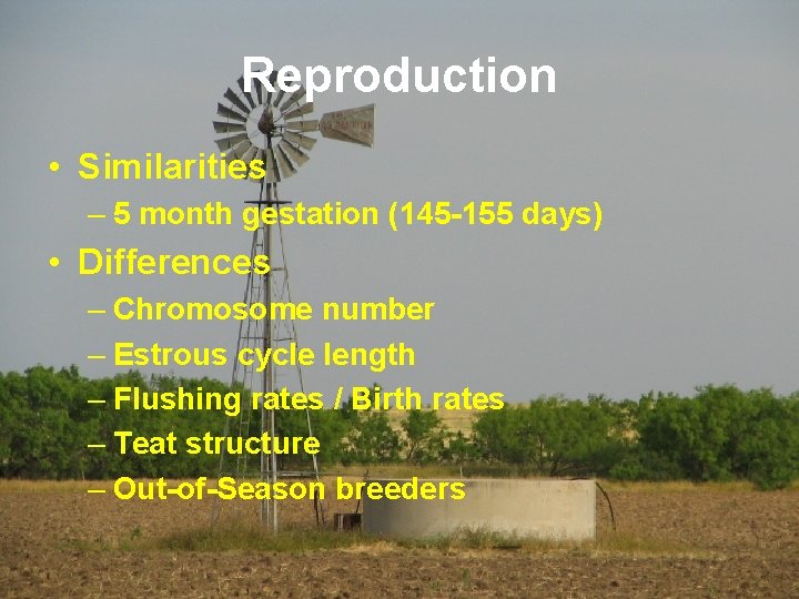 Reproduction • Similarities – 5 month gestation (145 -155 days) • Differences – Chromosome