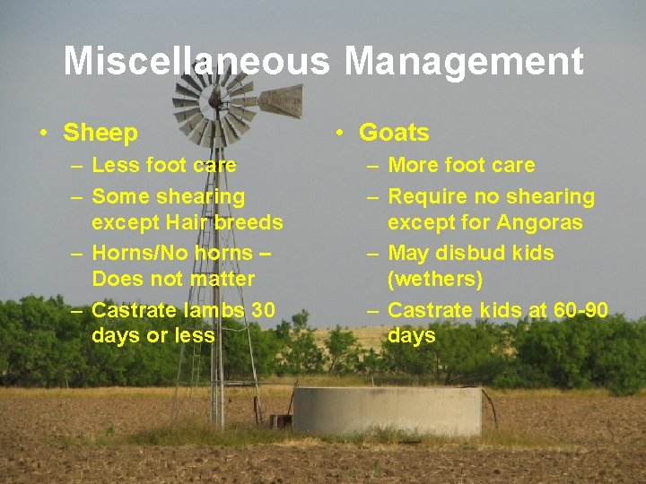 Miscellaneous Management • Sheep – Less foot care – Some shearing except Hair breeds