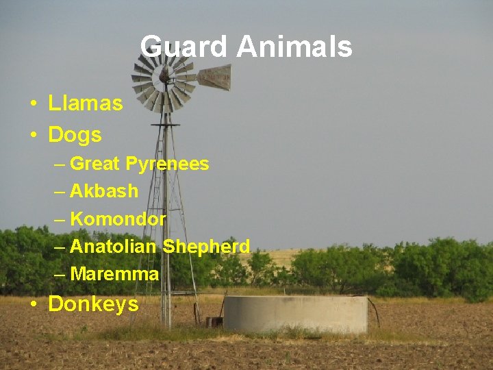 Guard Animals • Llamas • Dogs – Great Pyrenees – Akbash – Komondor –