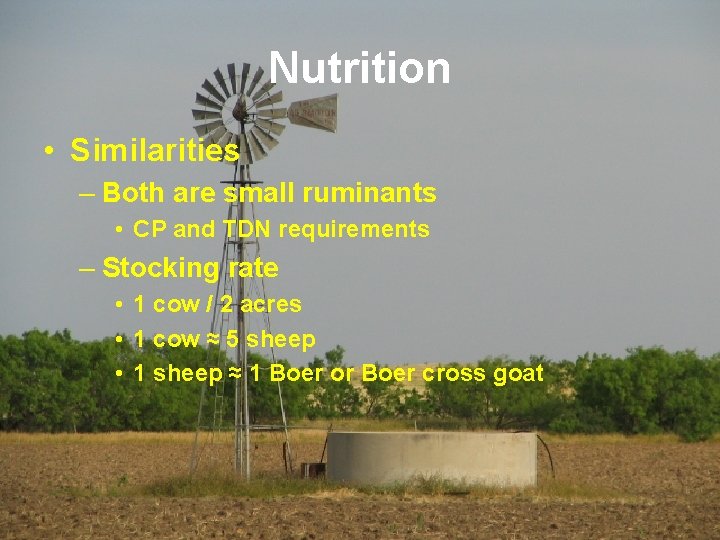 Nutrition • Similarities – Both are small ruminants • CP and TDN requirements –