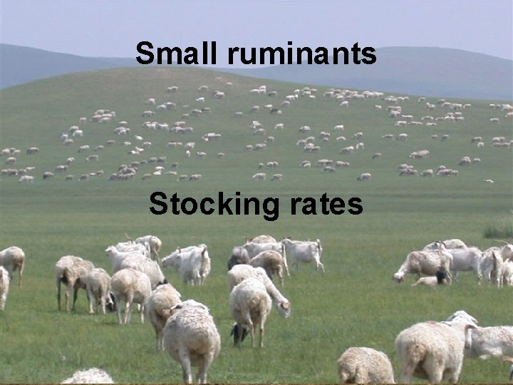 Small ruminants Stocking rates 