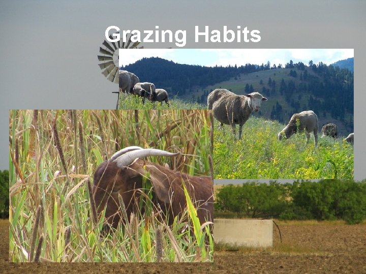 Grazing Habits 