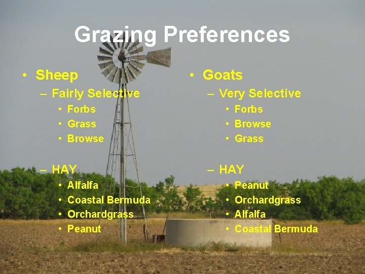 Grazing Preferences • Sheep – Fairly Selective • Forbs • Grass • Browse •
