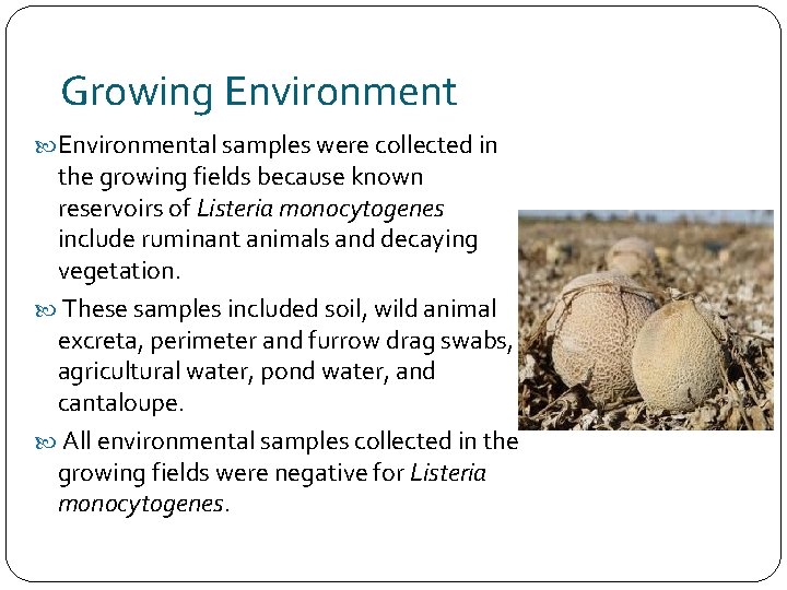 Growing Environmental samples were collected in the growing fields because known reservoirs of Listeria