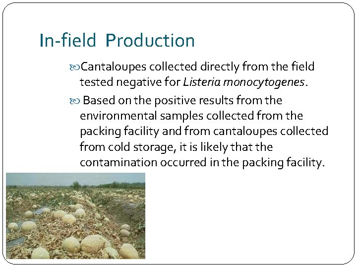 In-field Production Cantaloupes collected directly from the field tested negative for Listeria monocytogenes. Based