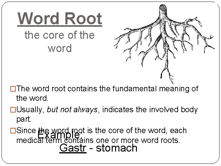 Word Root the core of the word �The word root contains the fundamental meaning