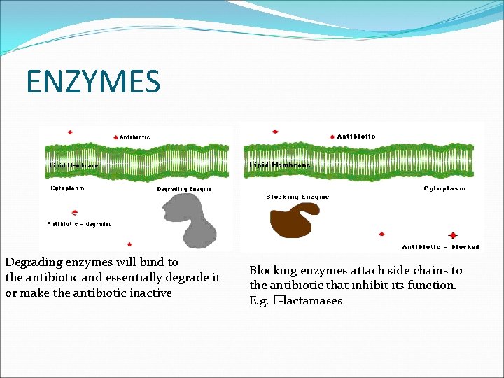 ENZYMES Degrading enzymes will bind to the antibiotic and essentially degrade it or make