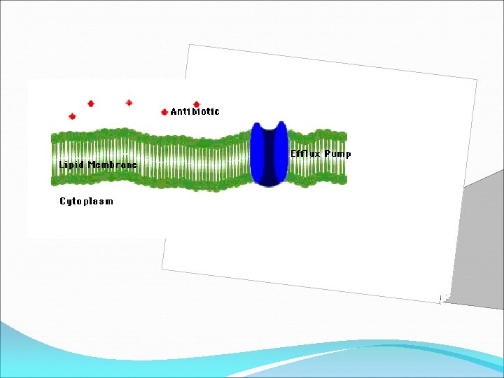 Efflux pump The efflux pump is a membrane bound protein that "pumps" the antibiotic