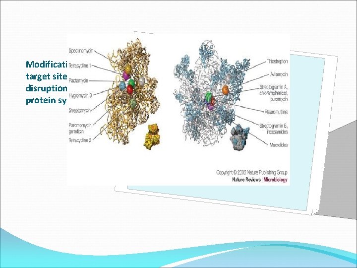 Modification of AB target sites: disruption in protein synthesis 