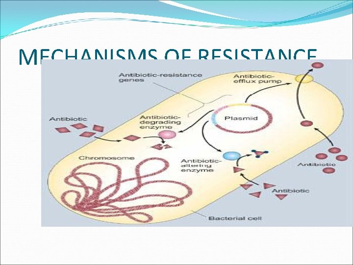 MECHANISMS OF RESISTANCE 