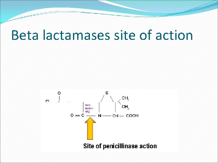 Beta lactamases site of action 