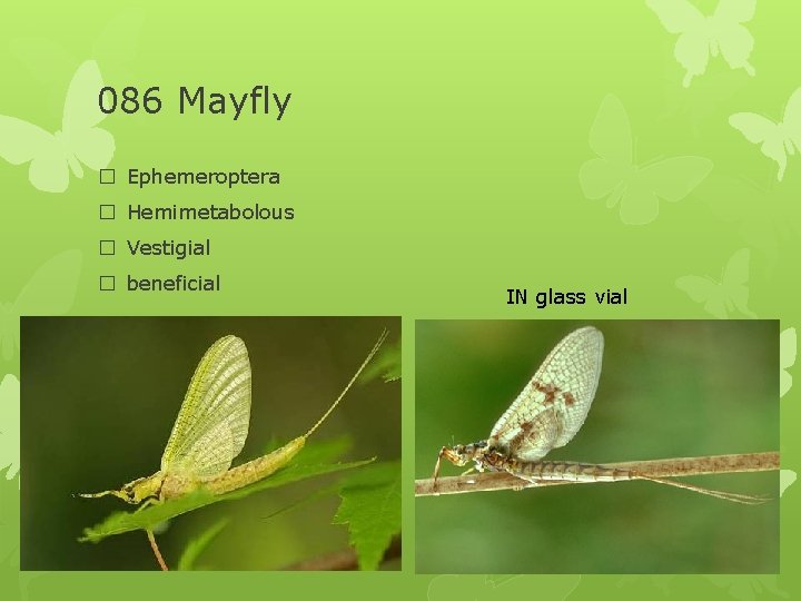 086 Mayfly � Ephemeroptera � Hemimetabolous � Vestigial � beneficial IN glass vial 