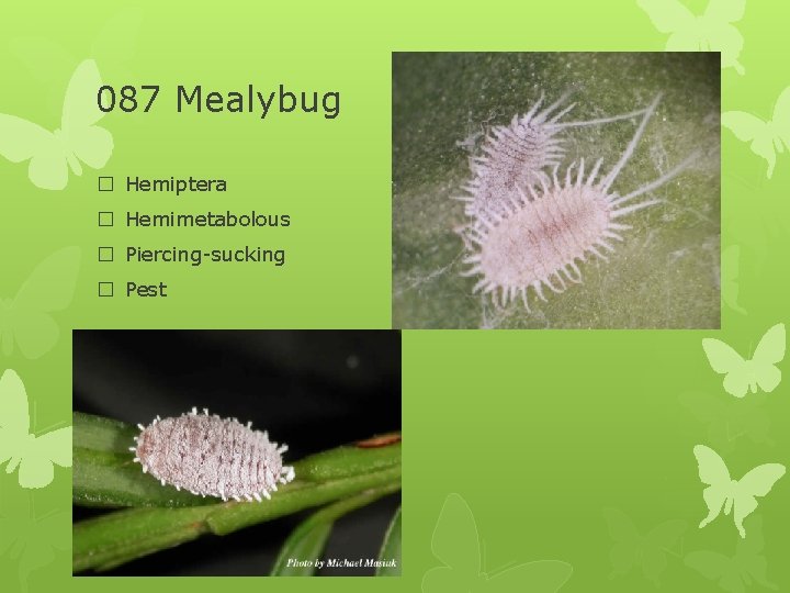 087 Mealybug � Hemiptera � Hemimetabolous � Piercing-sucking � Pest 