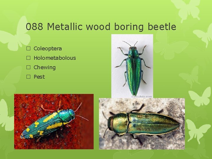 088 Metallic wood boring beetle � Coleoptera � Holometabolous � Chewing � Pest 
