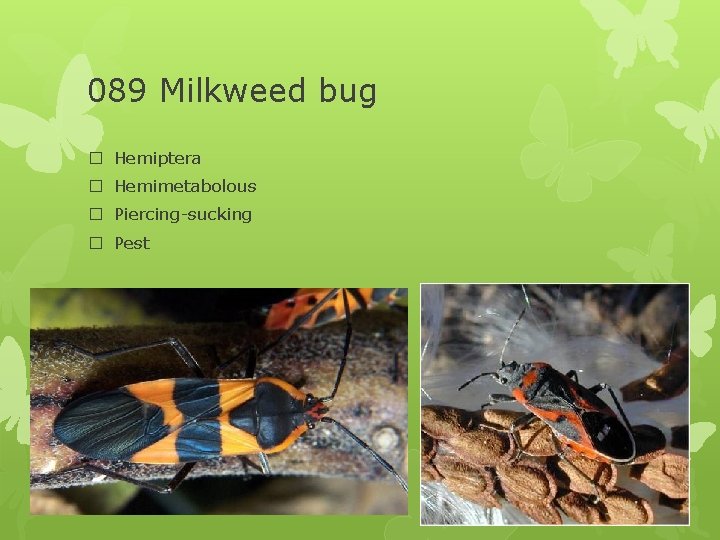 089 Milkweed bug � Hemiptera � Hemimetabolous � Piercing-sucking � Pest 