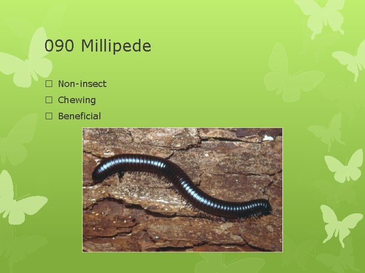 090 Millipede � Non-insect � Chewing � Beneficial 