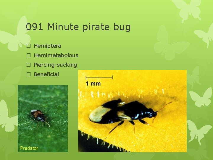 091 Minute pirate bug � Hemiptera � Hemimetabolous � Piercing-sucking � Beneficial 