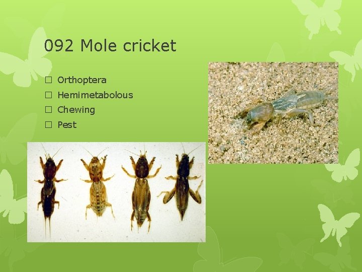 092 Mole cricket � Orthoptera � Hemimetabolous � Chewing � Pest 