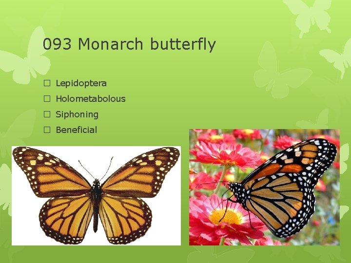 093 Monarch butterfly � Lepidoptera � Holometabolous � Siphoning � Beneficial 