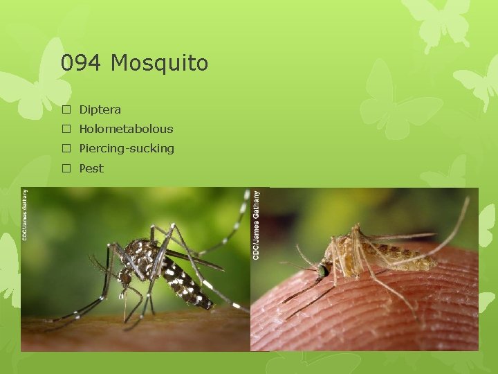 094 Mosquito � Diptera � Holometabolous � Piercing-sucking � Pest 