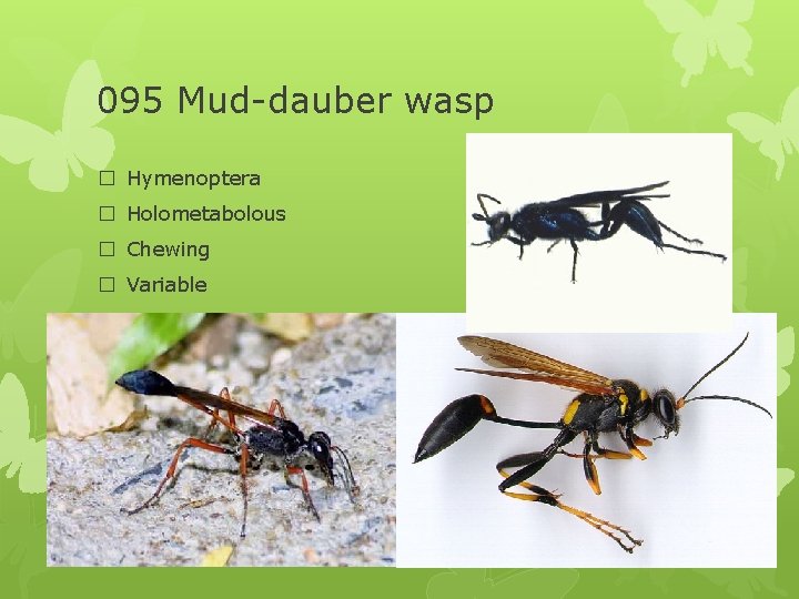 095 Mud-dauber wasp � Hymenoptera � Holometabolous � Chewing � Variable 