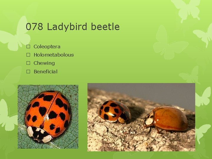 078 Ladybird beetle � Coleoptera � Holometabolous � Chewing � Beneficial 