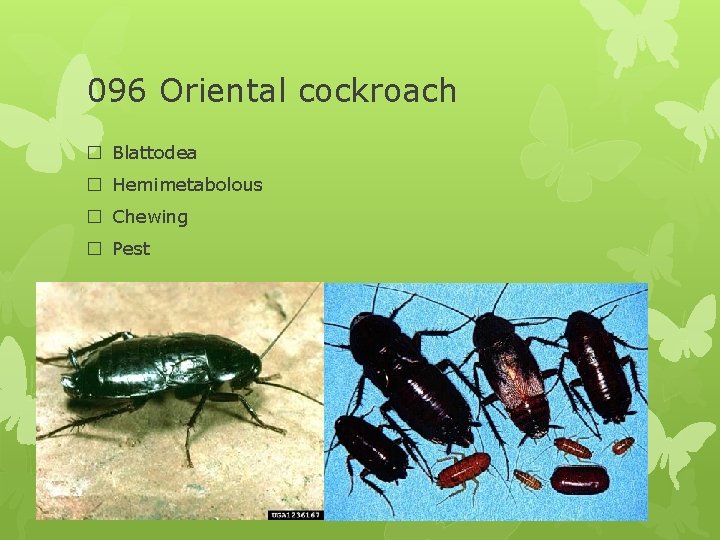 096 Oriental cockroach � Blattodea � Hemimetabolous � Chewing � Pest 