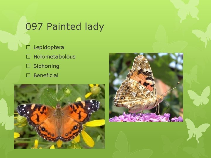 097 Painted lady � Lepidoptera � Holometabolous � Siphoning � Beneficial 
