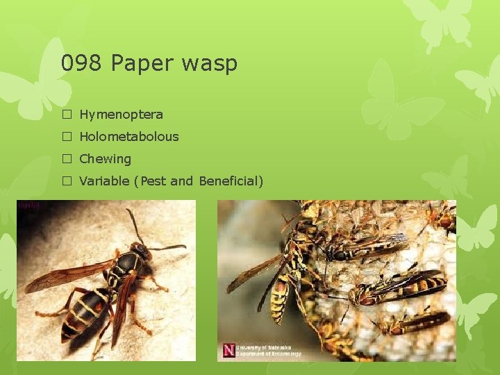 098 Paper wasp � Hymenoptera � Holometabolous � Chewing � Variable (Pest and Beneficial)
